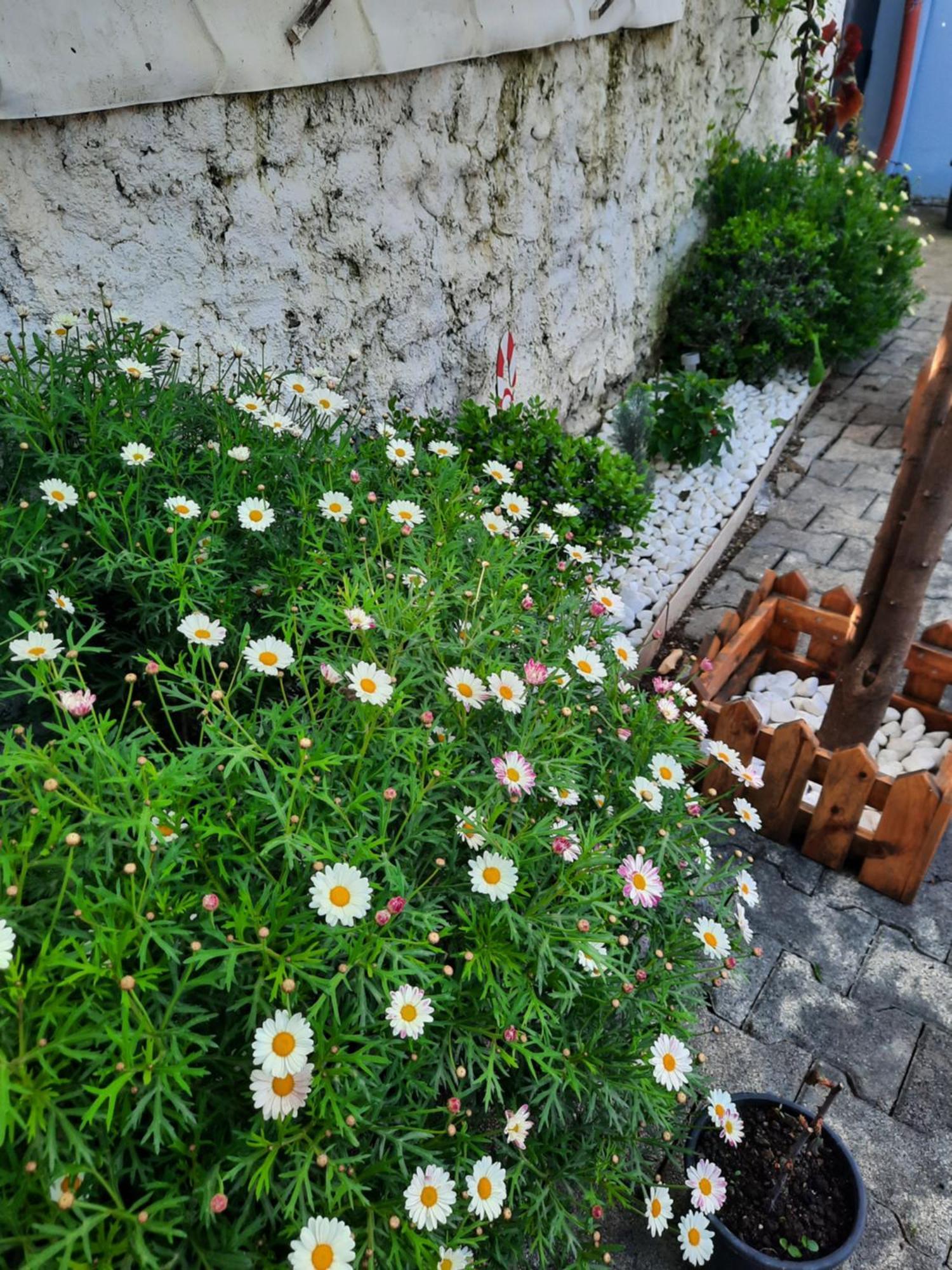 Bloom Villa&apartments Tirana